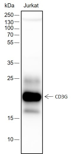 Recombinant CD3G Monoclonal Antibody-searchlist-1