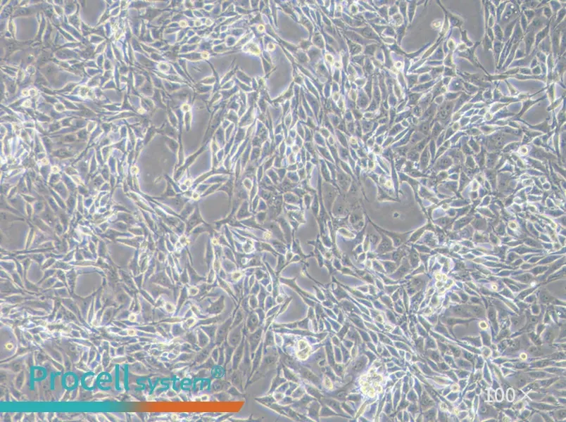 PK-15 Cell Complete MediumPK-15 Cell Complete Medium - 2