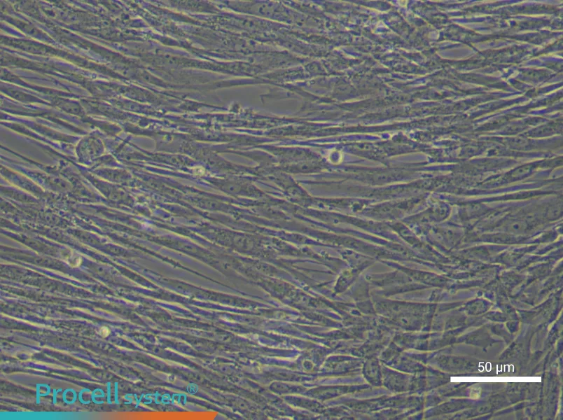 Human Lung Cancer‑Associated Fibroblast Complete Medium - 5