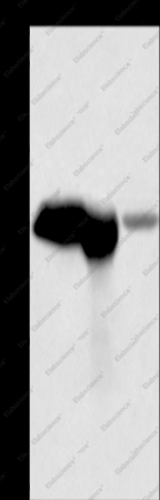 CALB1 Polyclonal Antibody - 1