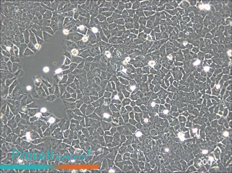 BRL Cell Complete Medium - small - 6