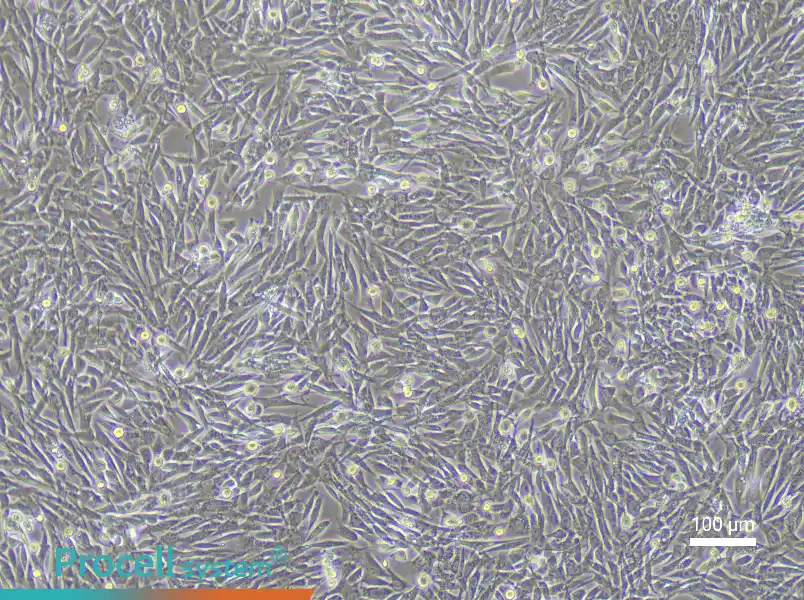 Rabbit Skeletal Muscle Cell Complete Medium - 1