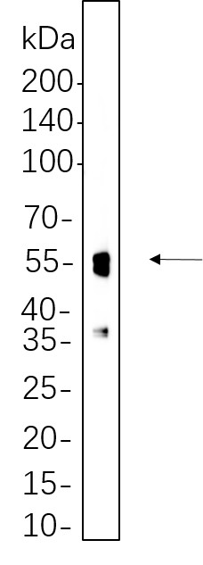 Recombinant NeuN Monoclonal Antibody-searchlist-1