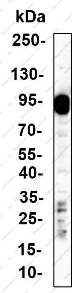 Recombinant UBF-1 Monoclonal Antibody - 3