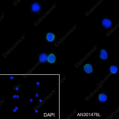 Recombinant CD35 Monoclonal Antibody - 3