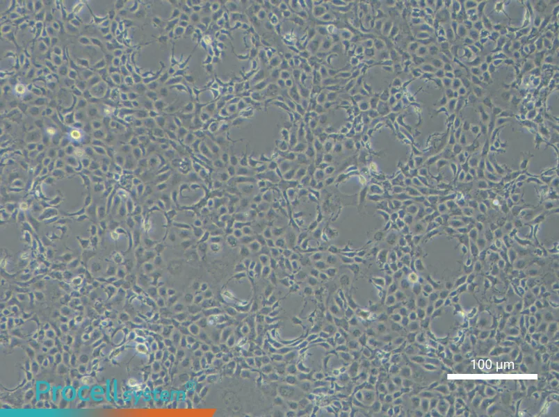 EPC Cell Complete Medium - 2