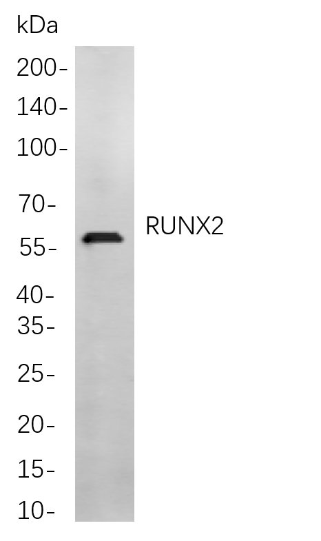 Recombinant RUNX2 Monoclonal Antibody-searchlist-1