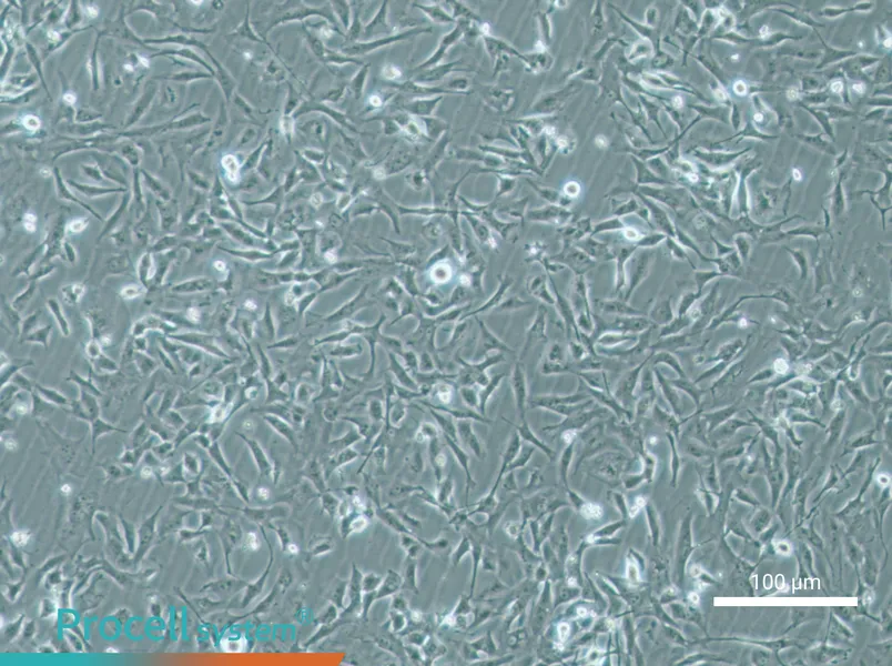 MiCl1 (S+L-) Cell Complete Medium - 2