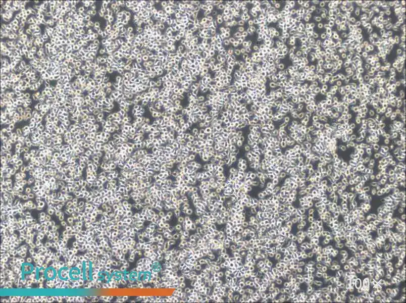 TOLEDO Cell Complete MediumTOLEDO Cell Complete Medium - 2