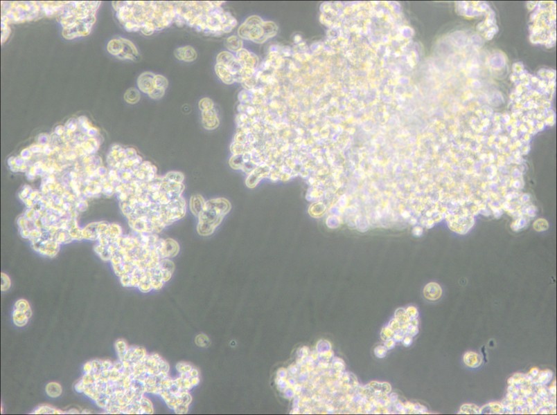 D341Med Cell Complete Medium - 6