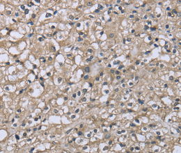 CD32 Polyclonal Antibody - 2