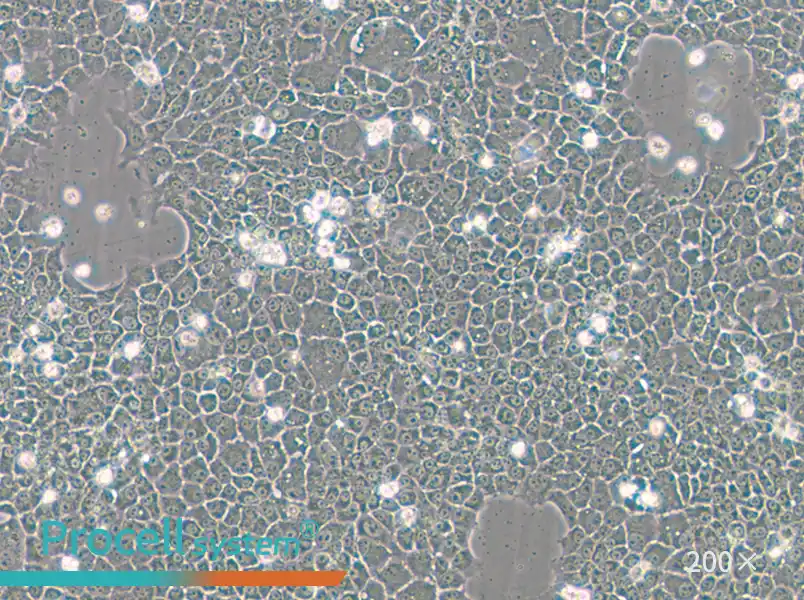 BNL CL.2 Cell Complete Medium - small - 6
