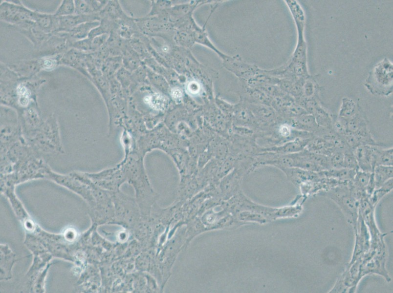 HLE-B3 Cell Complete Medium - small - 6