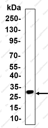 Recombinant AQP4 Monoclonal Antibody - 1
