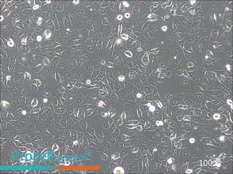 HSC-2 Cell Complete Medium - 2