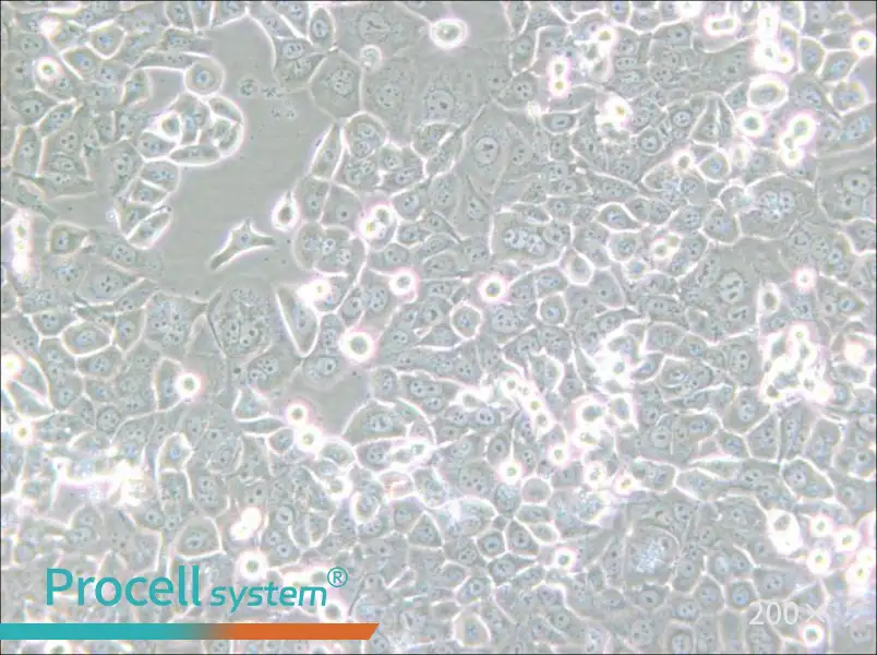 NCI-H2126 Cell Complete Medium - small - 4