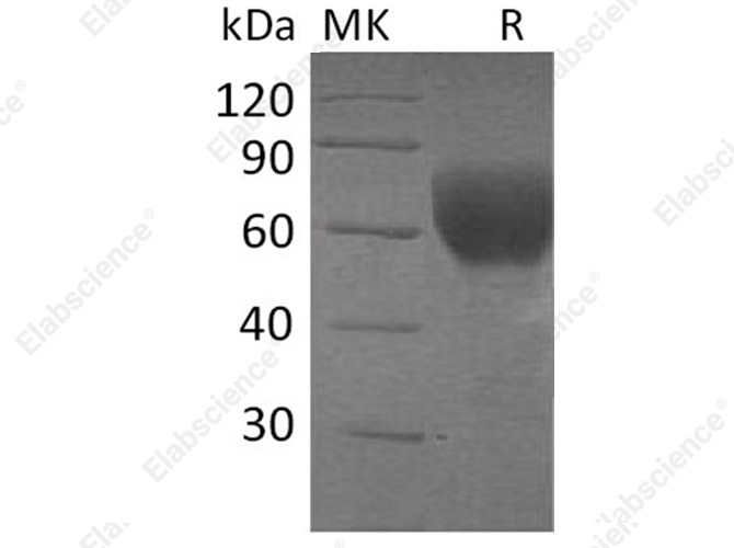 Recombinant Human TGFBR2 Protein (Fc Tag) - 1