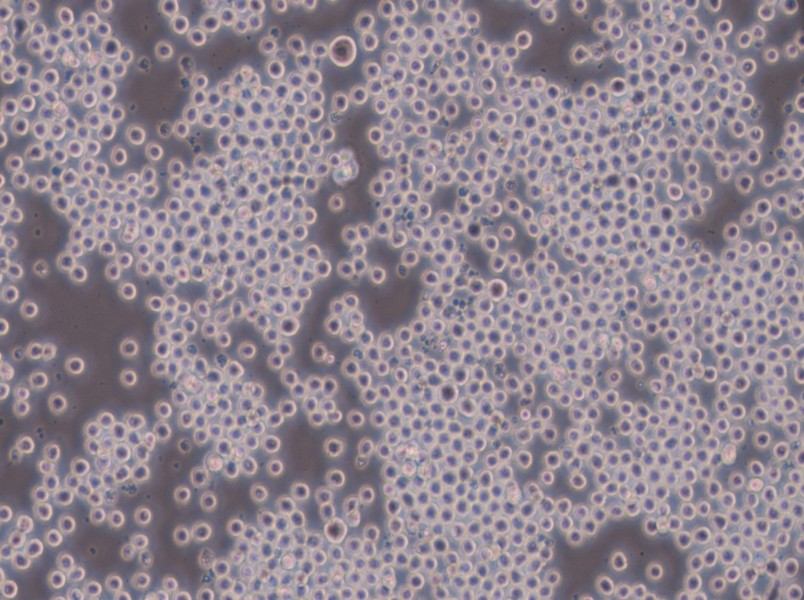 Sp2/0-Ag14[SP2/0] Cell Complete Medium - 6