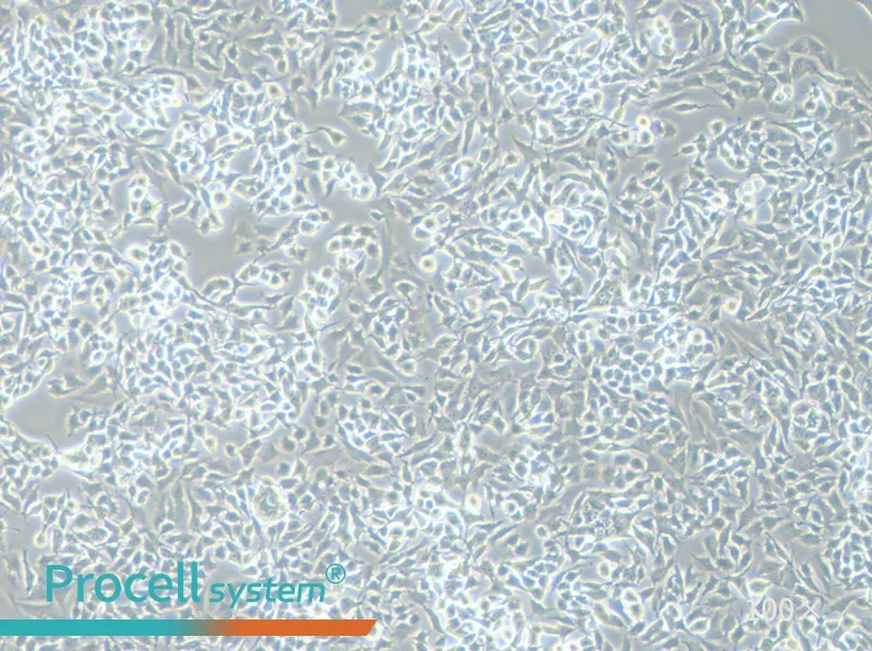 RM-1 Cell Complete Medium - 2
