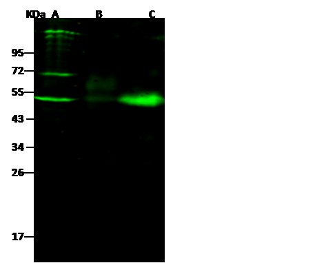 Recombinant NGFR/P75 Monoclonal Antibody-searchlist-1