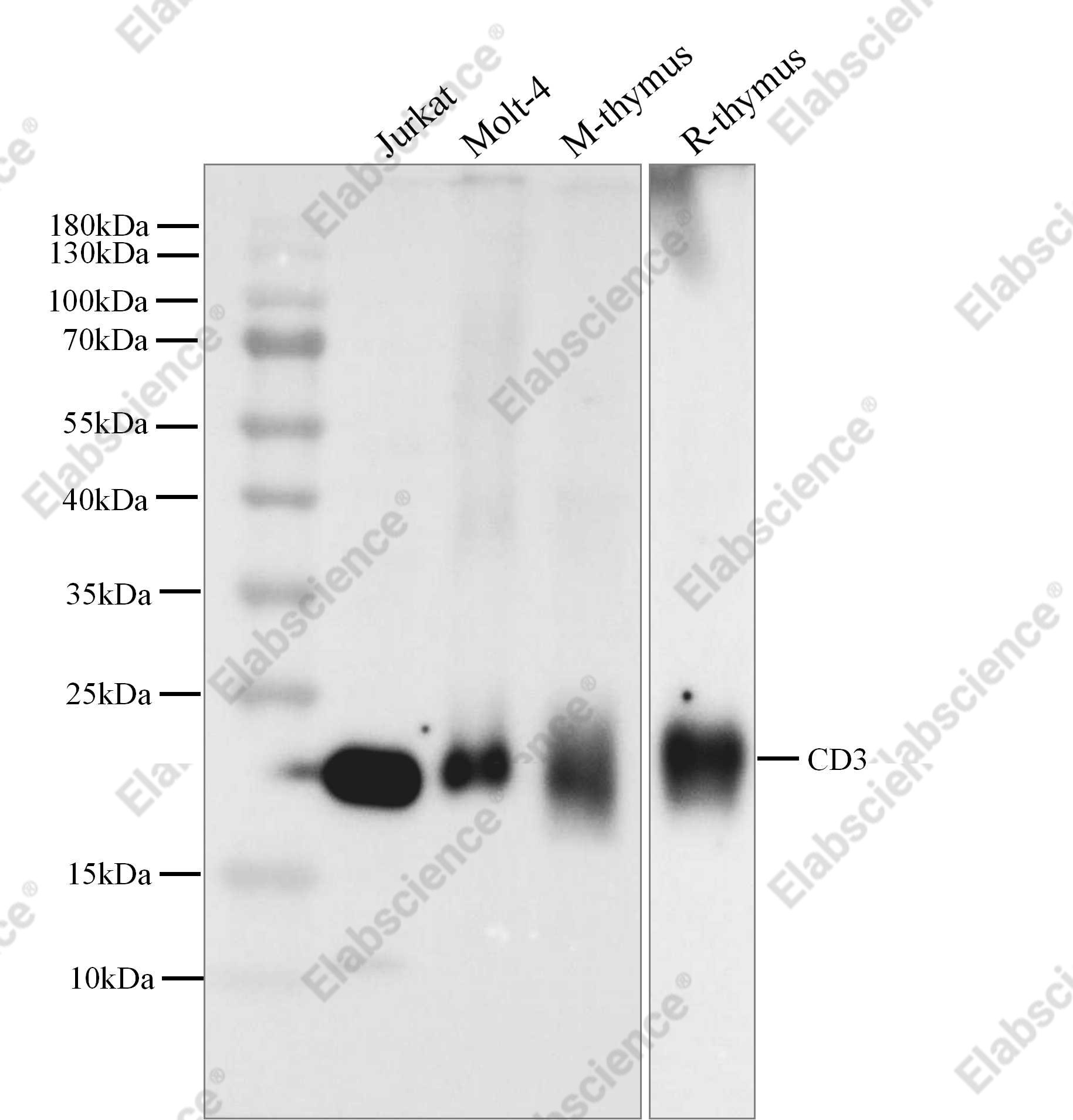 Recombinant CD3e/CD3 epsilon Monoclonal Antibody - 2