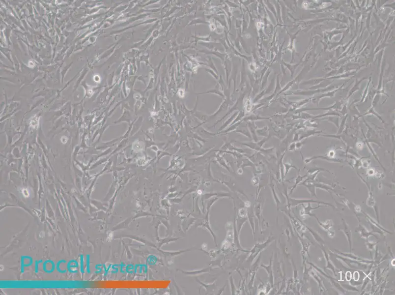 HBZY-1 Cell Complete MediumHBZY-1 Cell Complete Medium - 2