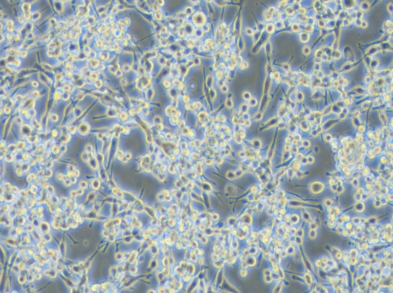 LA795 Cell Complete Medium - small - 4