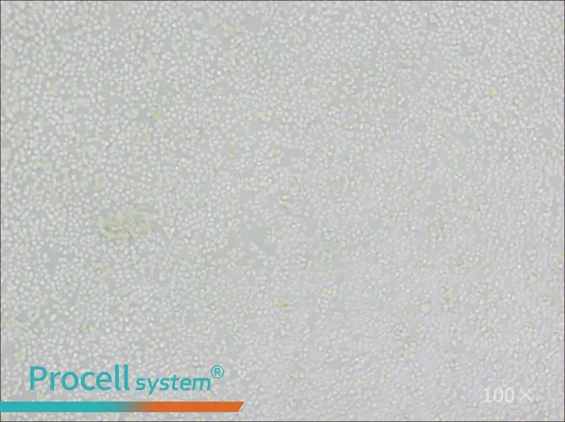 P388D1 Cell Complete MediumP388D1 Cell Complete Medium - 2