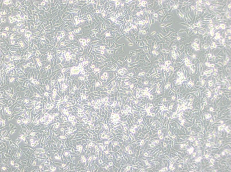 PaTu 8988t Cell Complete Medium-searchlist-1