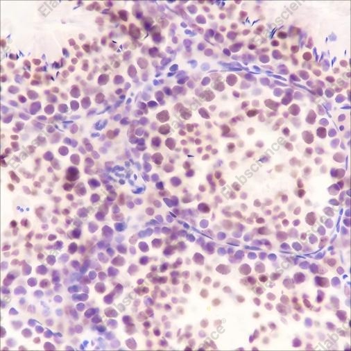 Recombinant SF1 Monoclonal Antibody - 3