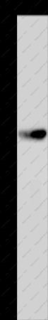 MKP-2 Polyclonal Antibody - 1