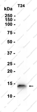 Recombinant Dynein Light Chain Tctex Type 1 Monoclonal Antibody - 1