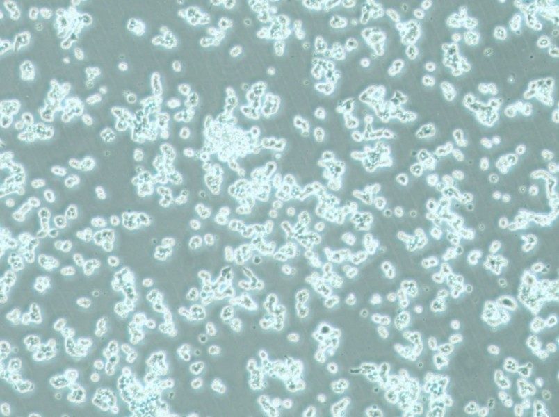 alpha TC1 clone 6 Cell Complete Medium - 4