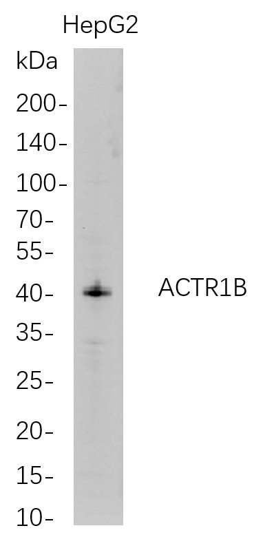 Recombinant ACTR1B Monoclonal Antibody-searchlist-1