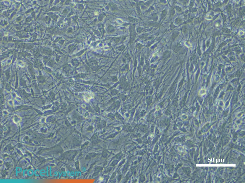 Rat Astrocytes - 6