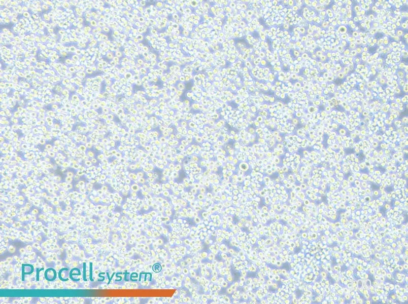 H22 Cell Complete Medium - 3