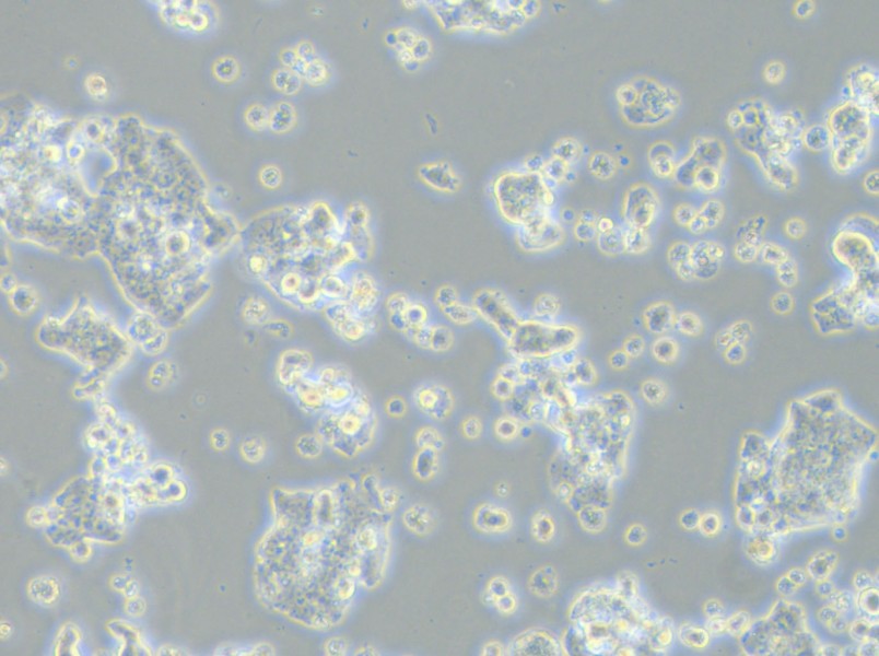 ECC12 Cell Complete Medium - 5