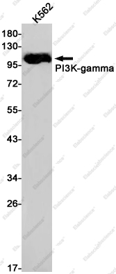 Recombinant PI3K-gamma Monoclonal Antibody - 1