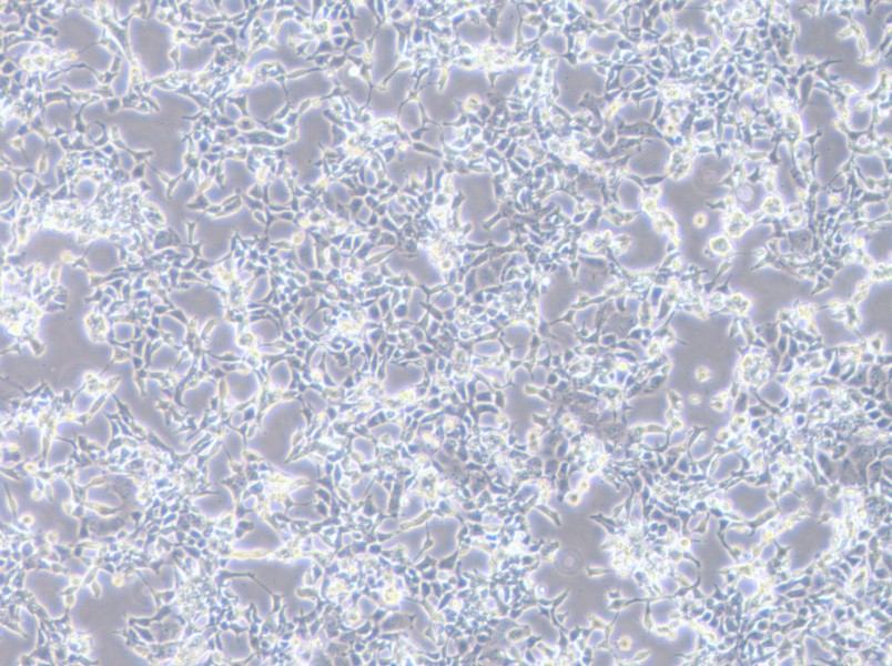 D283 Med Cell Complete Medium-searchlist-1