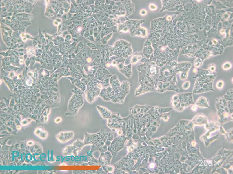 HCT-8 [HRT-18] Cell Complete Medium - small - 5