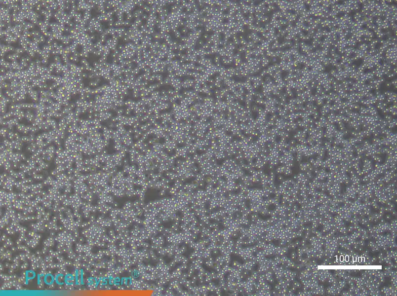Human Peripheral Blood Mononuclear Cell Complete Medium - 1
