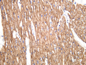 Recombinant Caveolin-3 Monoclonal Antibody - 1