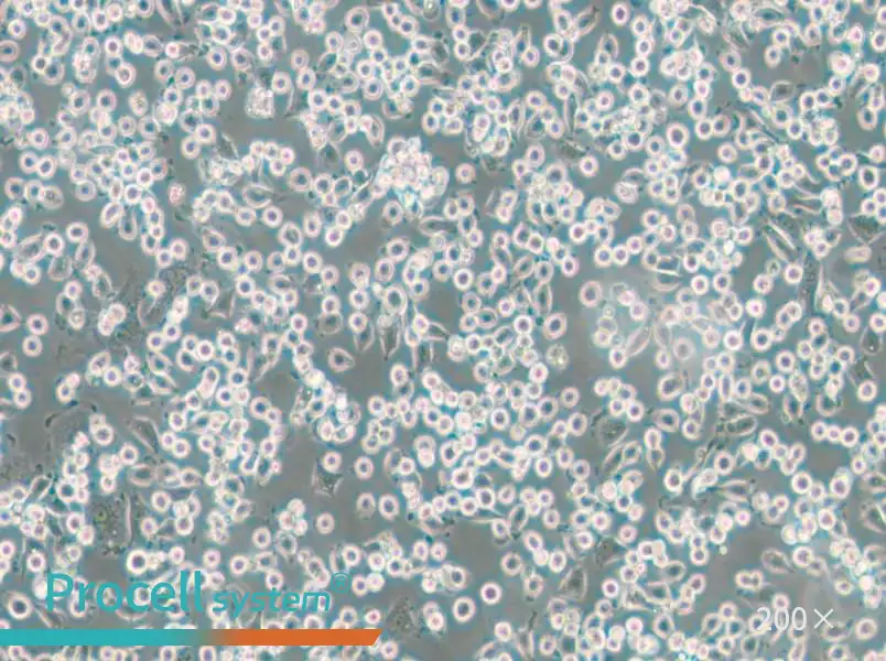 NCTC 1469 Cell Complete Medium - small - 5