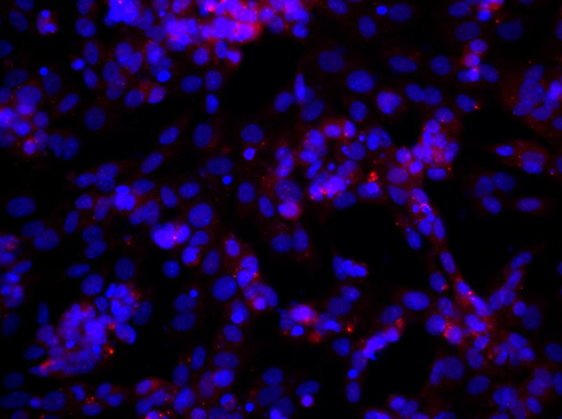 Rat Ovarian  Granulosa Cell Complete MediumRat Ovarian  Granulosa Cell Complete Medium - 2