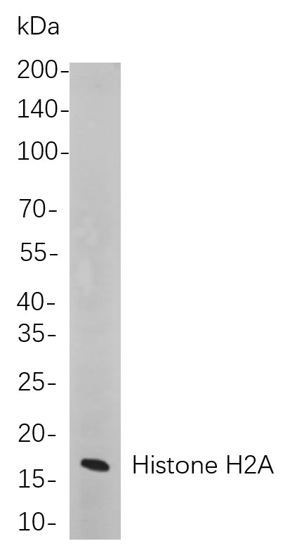Recombinant Histone H2A Monoclonal Antibody-searchlist-1
