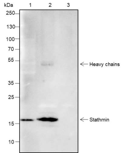 Recombinant Stathmin Monoclonal Antibody - small - 7