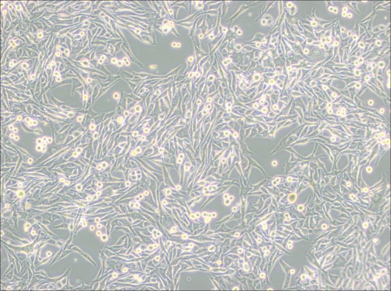 HMY-1 Cell Complete Medium - 2