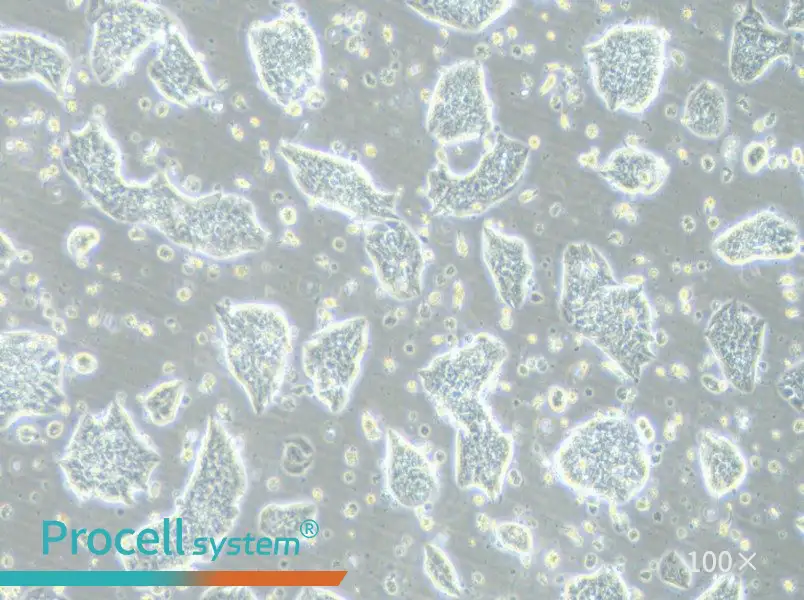 LC-2/ad Cell Complete Medium - 2