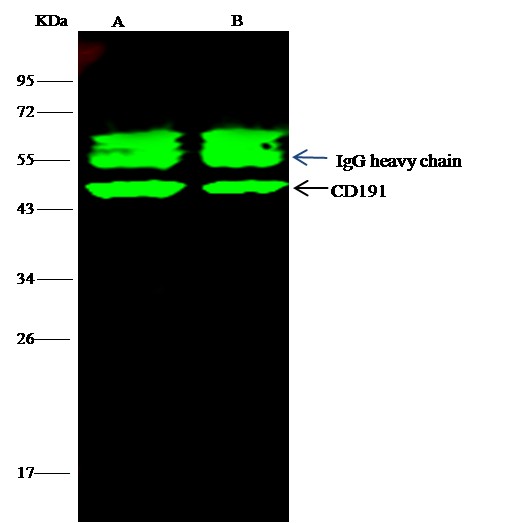 Recombinant CCR1/CD191 Monoclonal Antibody - small - 1