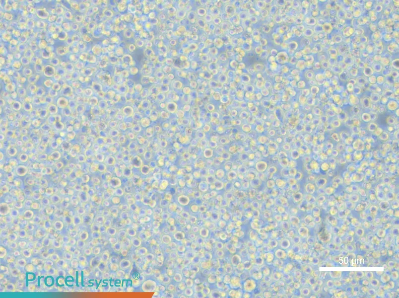 S-180 Cell Complete Medium - small - 5